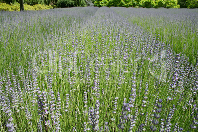 Field Of Lavender