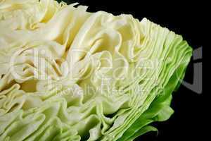 Fresh Cabbage