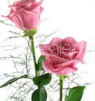 Gift Roses 2