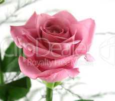 Gift Roses 3