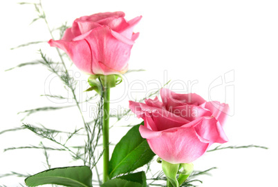 Pink Roses