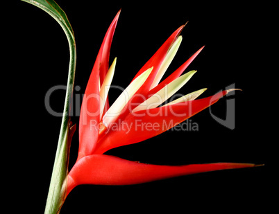 Heliconia 4