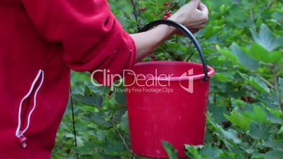 A woman collects red currants in a bucket, closeup