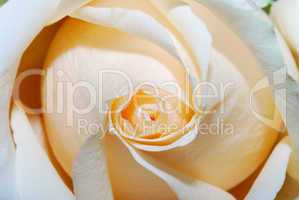 rosa rose detail