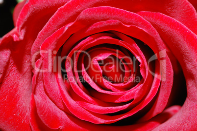 rote rose detail