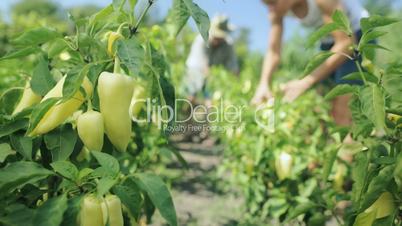 bell pepper with defocussed farmers