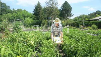 farmer harvesting bell pepper and chillies