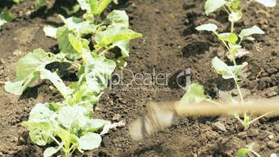 dollyshot loosening up soil between vegetable plants