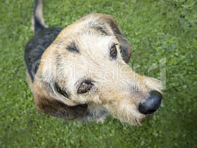 dog looking up