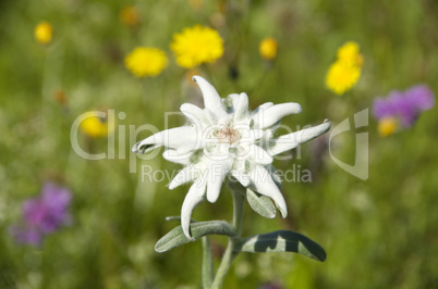 edelweiss leontopodium alpinum