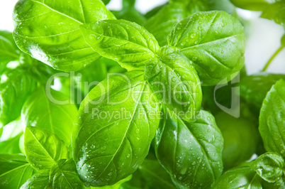 basil