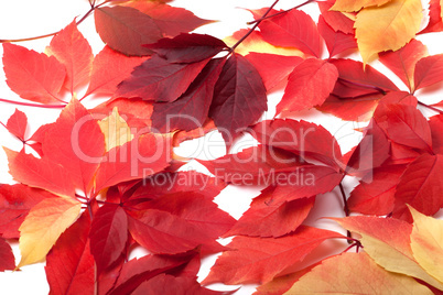 Scattered red autumn leaves. Virginia creeper leaves.