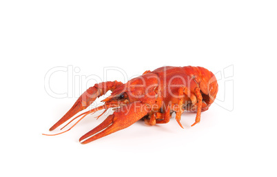 Boiled crawfish on white background