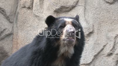 Andean Bear