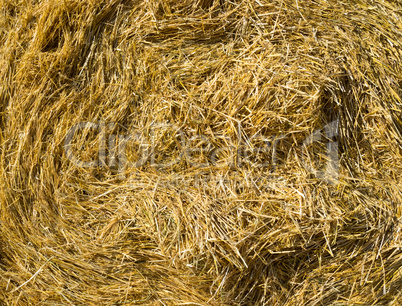 Closeup Hay
