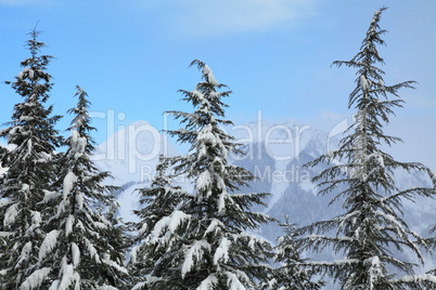 winter landscape