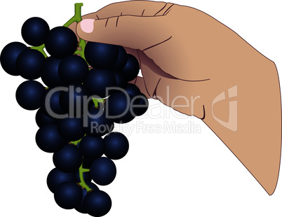 The hand with the bunch of grapes