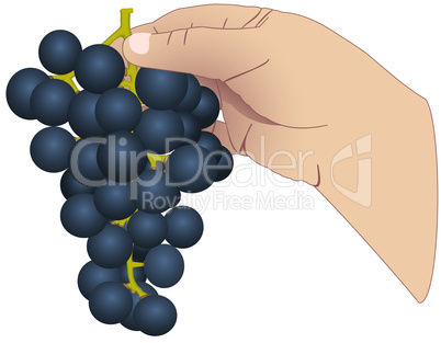 The hand with the bunch of grapes
