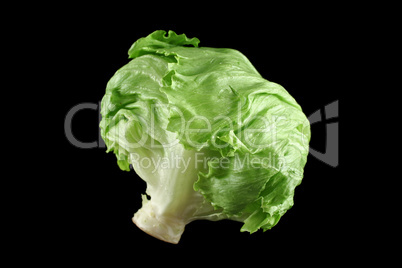 Lettuce 1