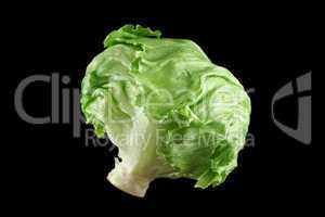Lettuce 1