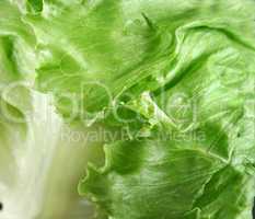 Lettuce Background