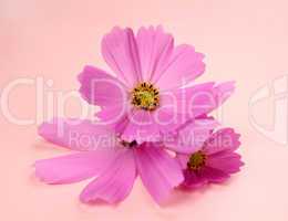 Pink Cosmos