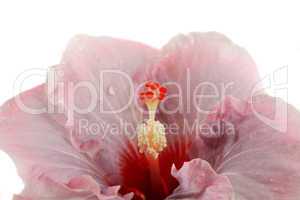 Pink Hibiscus 2