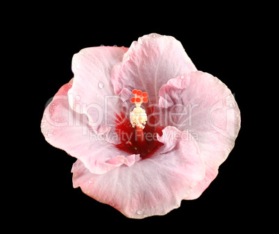 Raindrops On Hibiscus