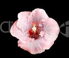 Raindrops On Hibiscus