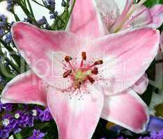 Pink Lilly 1