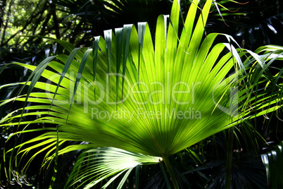Rainforest Background 3