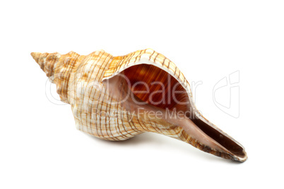 Beautiful Sea Shell