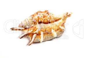 Stripedc Sea Shell