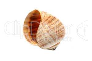 Fragile Seashell