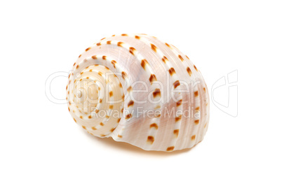 Ribbed Seashell