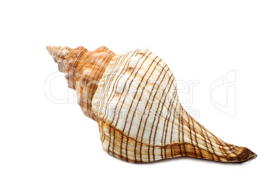 Colorful Ribbed Sea Shell