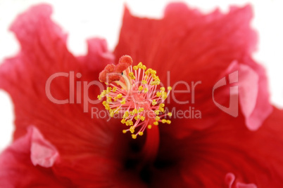 Stamen Of Hibiscus 1