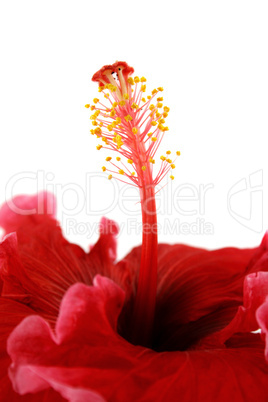 Stamen Of Hibiscus 2