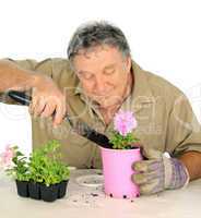 Nurseryman Plants Seedlings