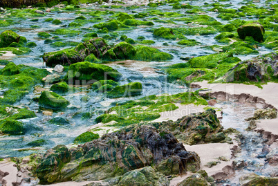Fresh algae