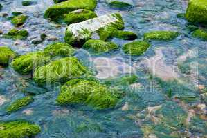 Fresh algae