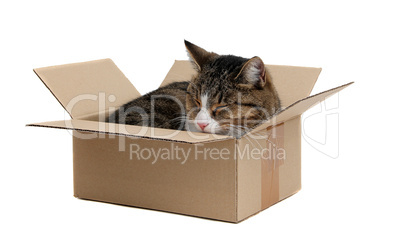 cute cat in removal box