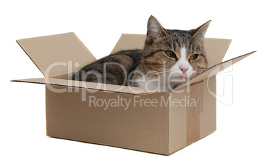 snoopy cat in removal box