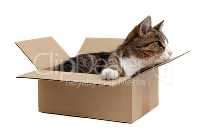 snoopy little cat in box