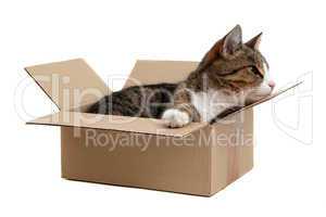 snoopy little cat in box