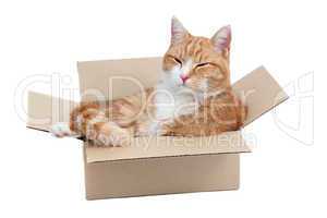 relaxing cute tomcat in box