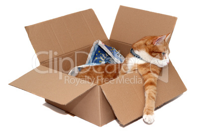relaxed tomcat in removal box