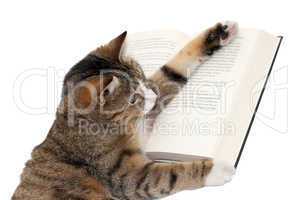 cute little cat reading a book