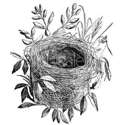 bird nest vintage illustration