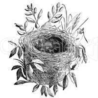 bird nest vintage illustration